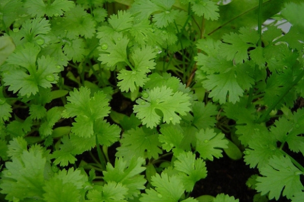 Coriander crop