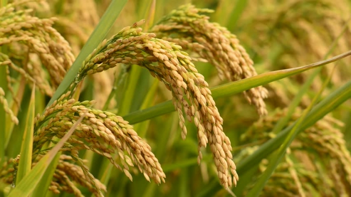 धान फसल का उत्पादन