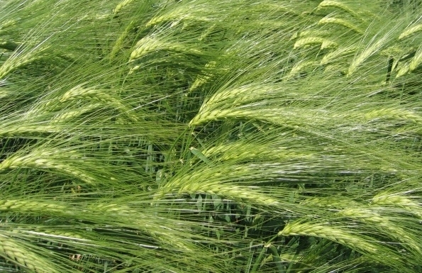 Barley Jow Crop Farming