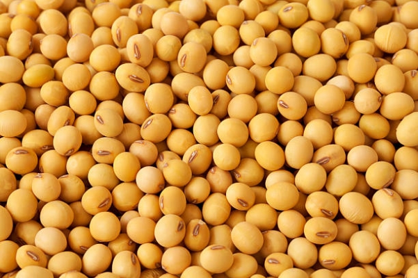 Soybean Farming