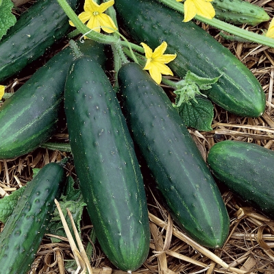 Cucumber crop Plantation