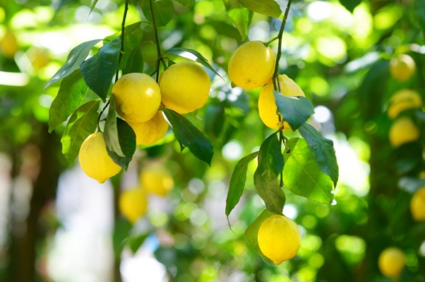 lemons.jpg