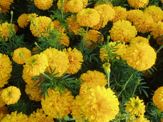 Marigold Crop Horticulture Information