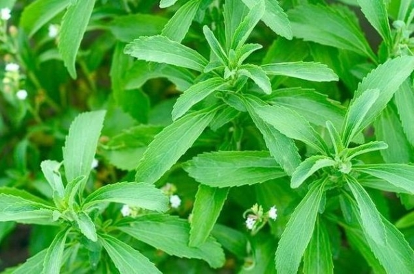 Stevia Crop 
