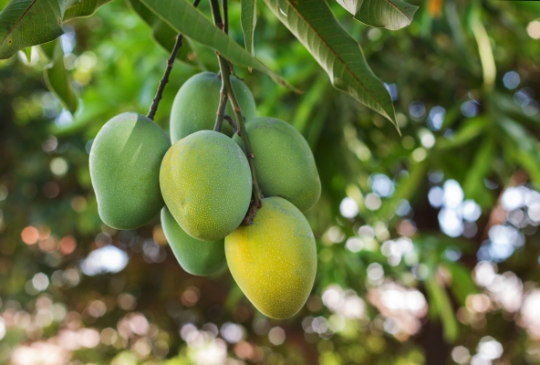 Mango Horticulture Crop