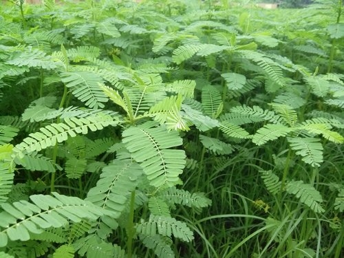 उत्तर प्रदेश में जंतर फसल का उत्पादन