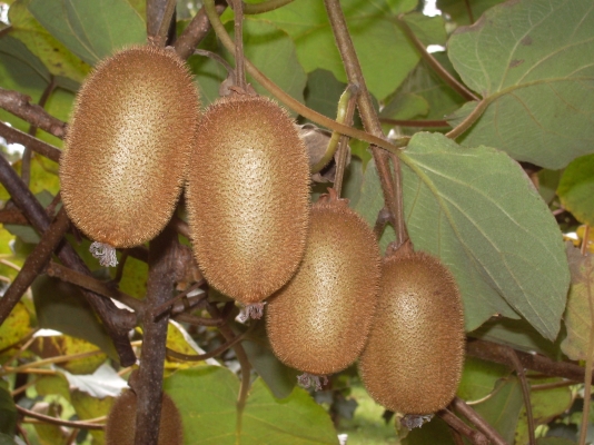 kiwi.jpg