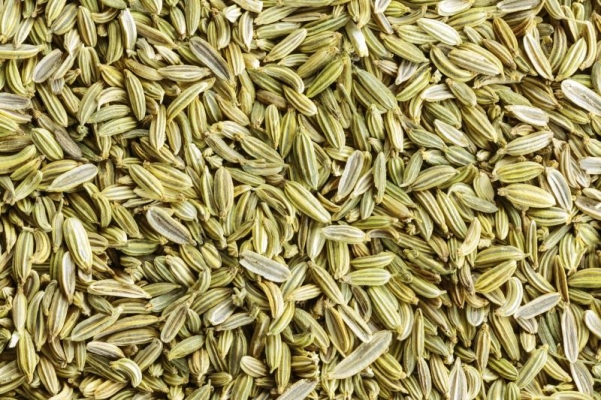 Fennel Cultivation