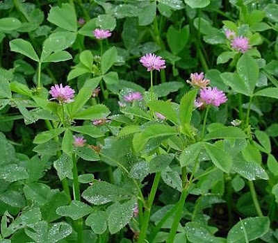 Shaftal Crop Cultivation