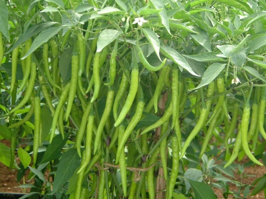 chilli_phule_jyoti.jpg chilli_phule_jyoti.jpg