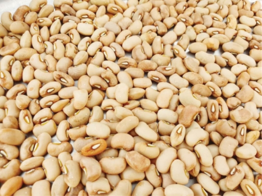 Improved-cowpea-seeds.jpg