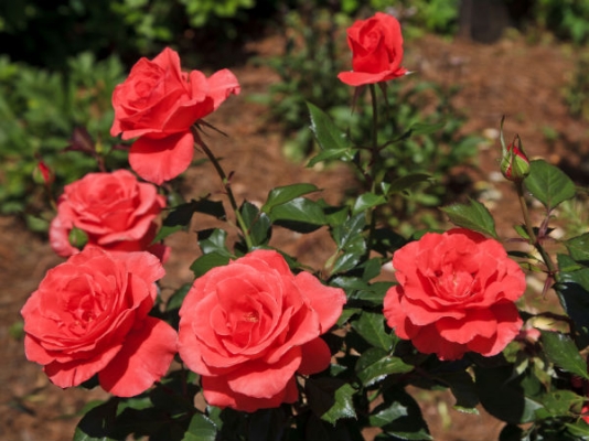 roses.jpg