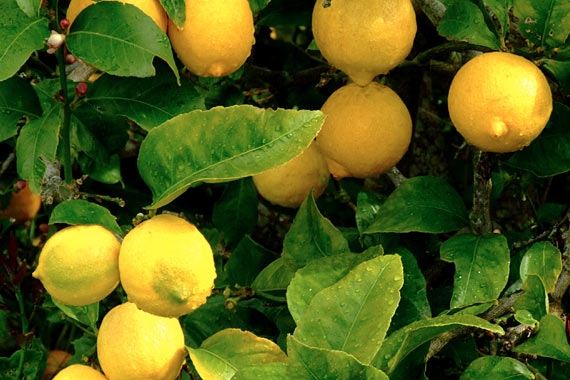 Lemon Crop Farming