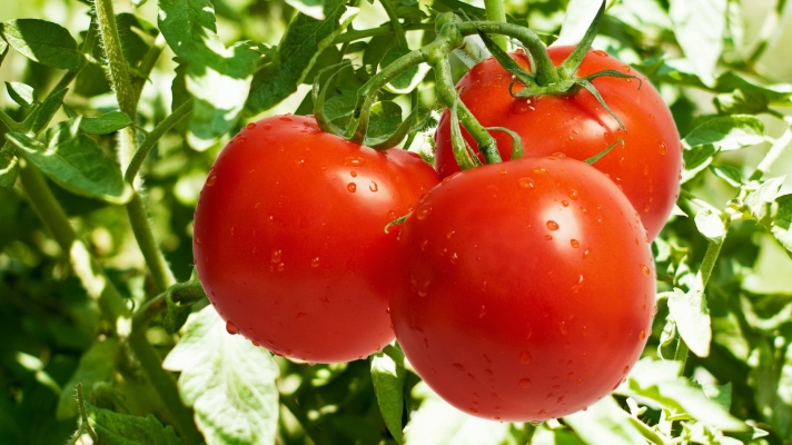 Plantation Of Tomato Crop