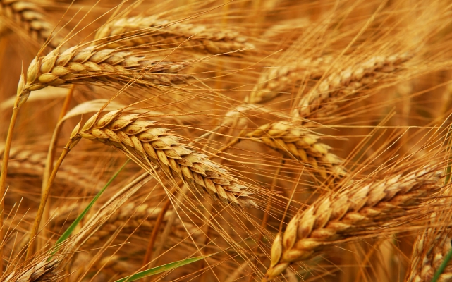 Wheat Crop Production