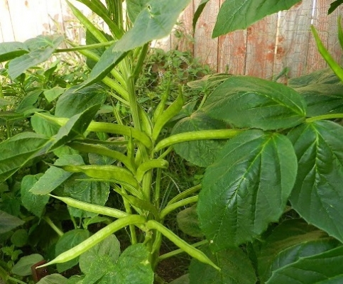 Guar Crop Cultivation