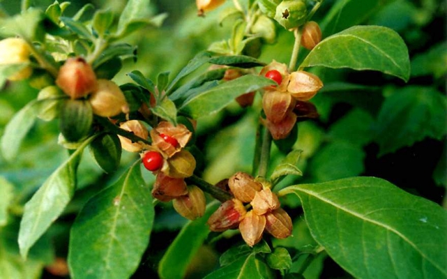 Ashwagandha crop