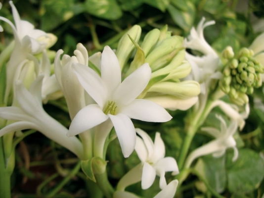 tuberose-115935813-5a9b3d1e8023b900368ab762.jpg
