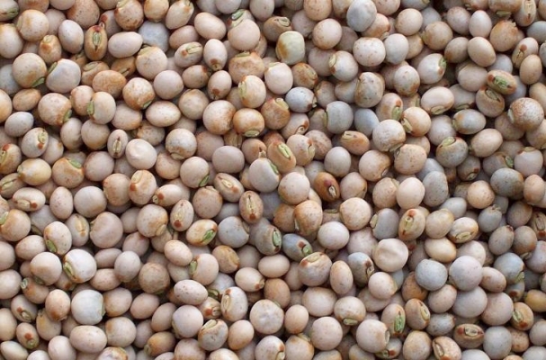 Pigeon Pea Farming Rajasthan