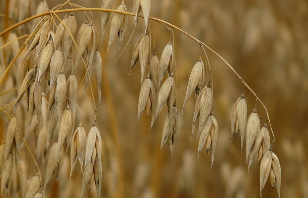 Oats Crop Cultivation Punjab