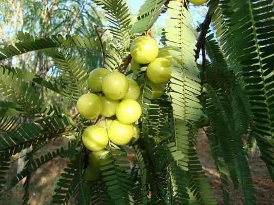 Amla Crop