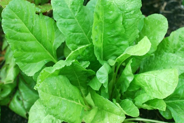 Spinach Crop Farming