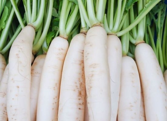 Radish Plant Growing Process