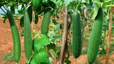 Sponge Gourd Crop Information