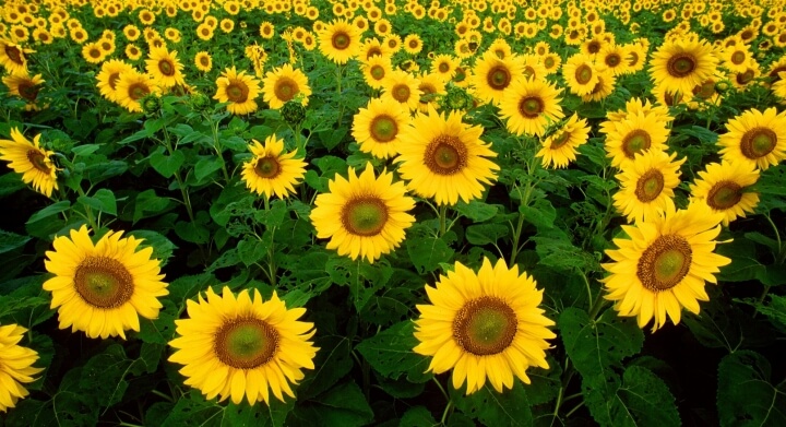 Grow Sunflower Crop