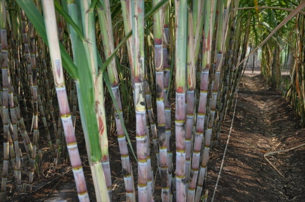 689FFBA0-D431-4D9A-8BFB1805602316FC-sugarcane-with-driperline.jpg
