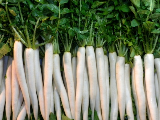 Radish Plant Growing Process