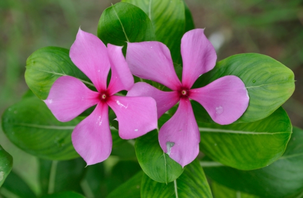 Sadabahar Plant Nursery Management