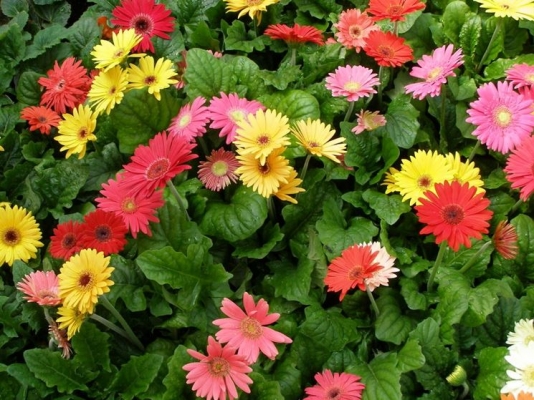 Gerbera Planting