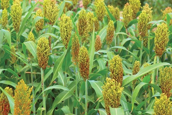 Sorghum Crop Rajasthan