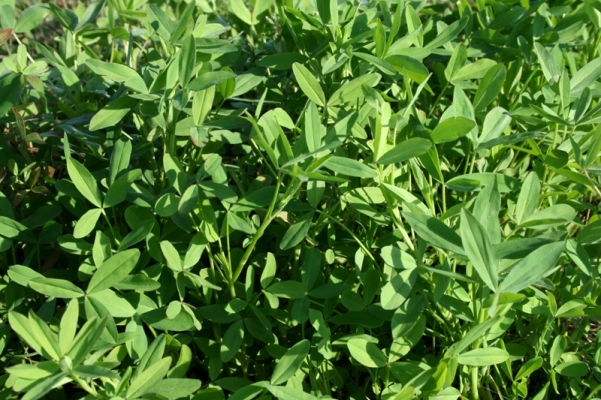 Berseem Crop Farming