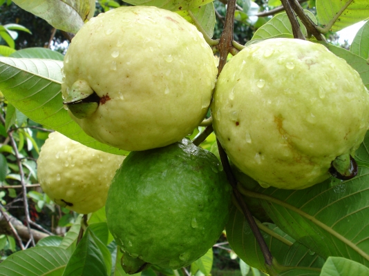 Guava Cultivation Information