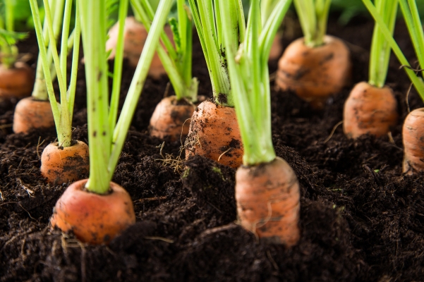Carrot Plant Protection