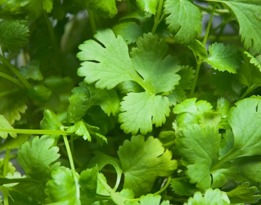 coriander.jpg coriander.jpg