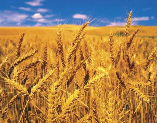 Wheat Crop Production
