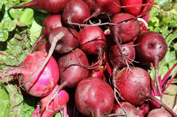 Growing-Beetroot..jpg