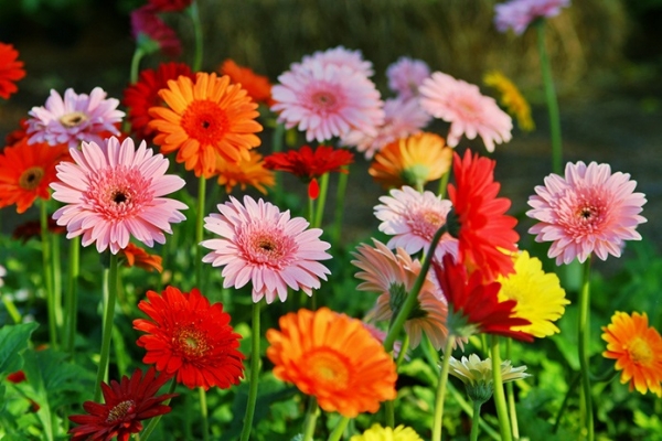 Gerbera-daisies-colors.jpg