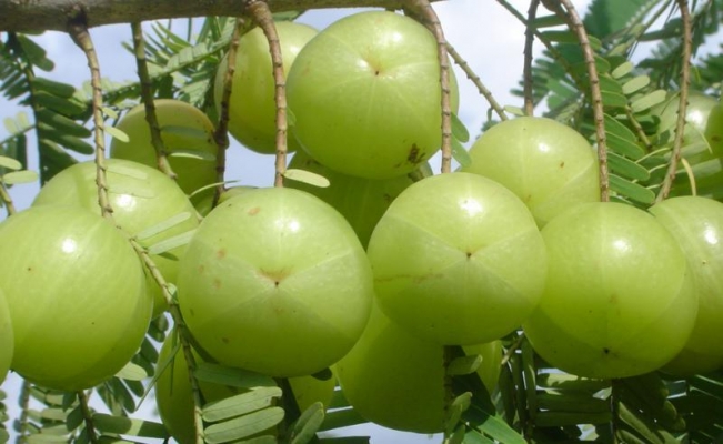 आंवला की फसल