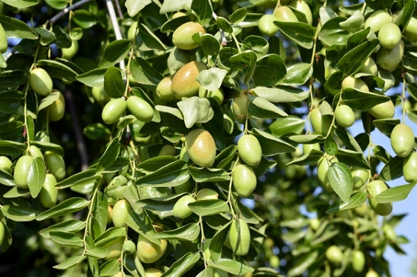 Jojoba Cultivation 