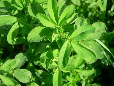 Lucerne Crop India