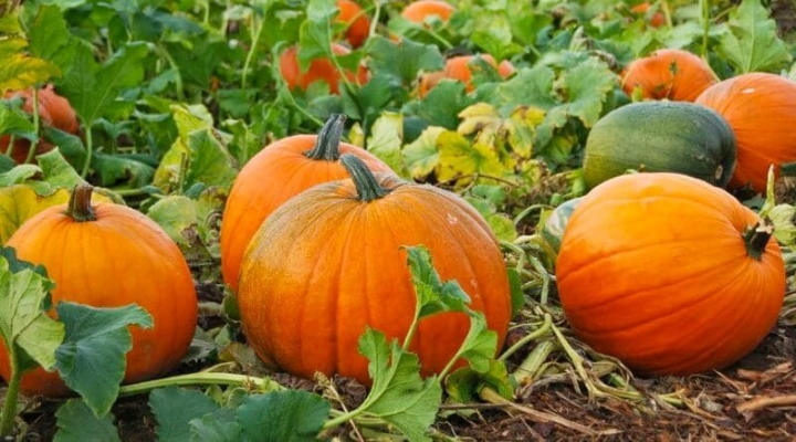 benefits-of-Pumpkin-800x445.jpg