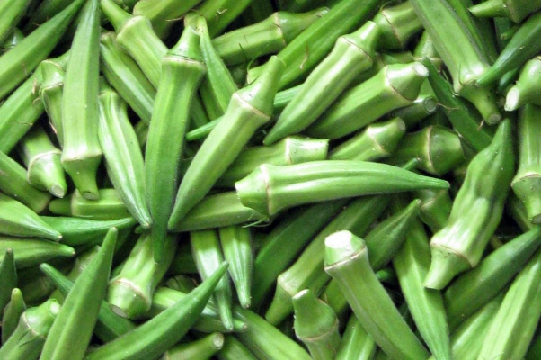 Cultivation of Okra