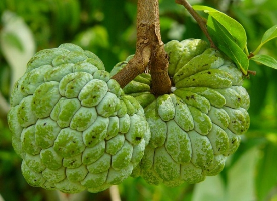 Custard Apple Cultivation