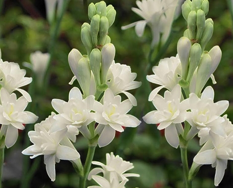 Tuberose Farming