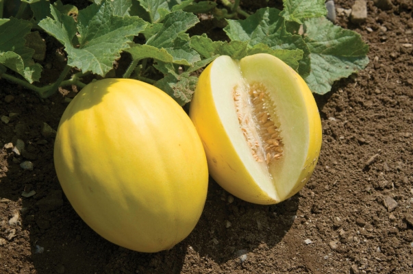 SQUASH MELON.jpg