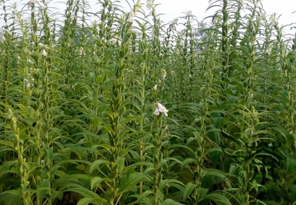 Sesame Crop